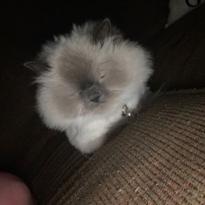 Meet your Posher, Amber